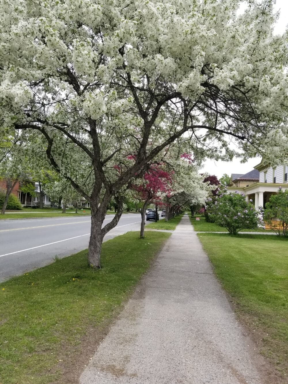 A tree-lined sidewalk with blooming white and pink flowers alongside a quiet street.