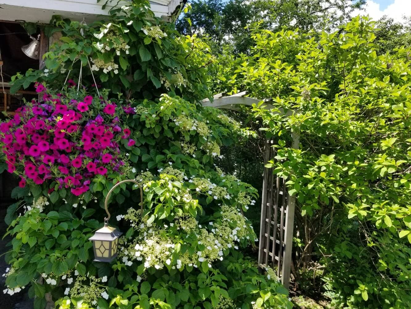 A lush garden with vibrant pink petunias, white flowers, and green foliage surrounding a trellis.