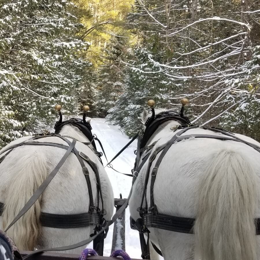 Two white horses pull a sled down a snow-covered pathway flanked by trees.
