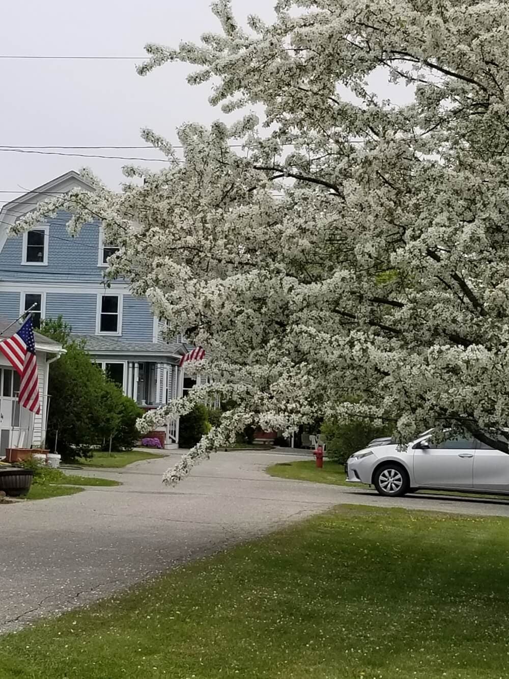 A flowering tree with white blossoms stands beside a blue house and a parked silver car.