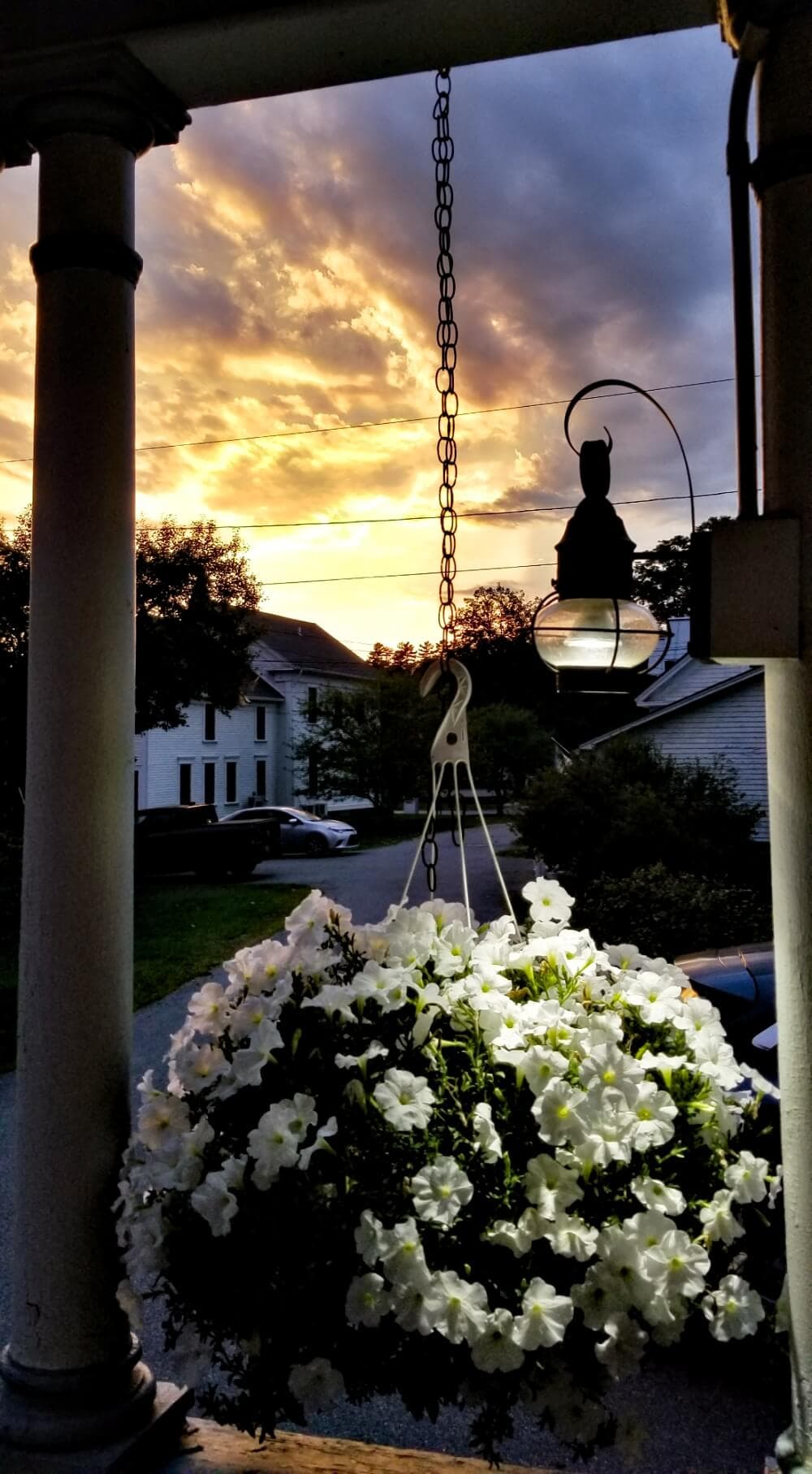 A hanging basket of white flowers is bathed in the warm glow of an evening sunset.